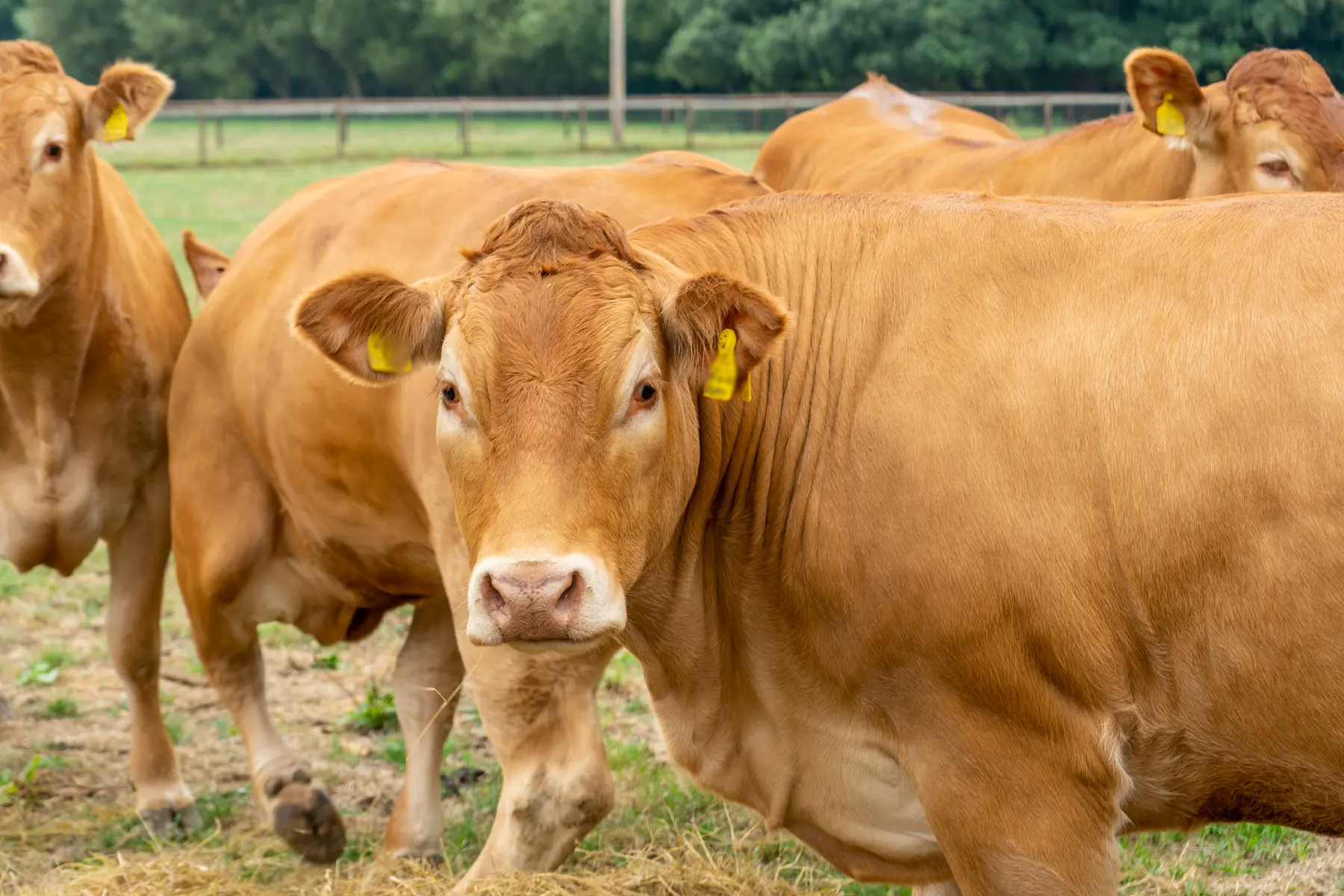 Beef Cattle