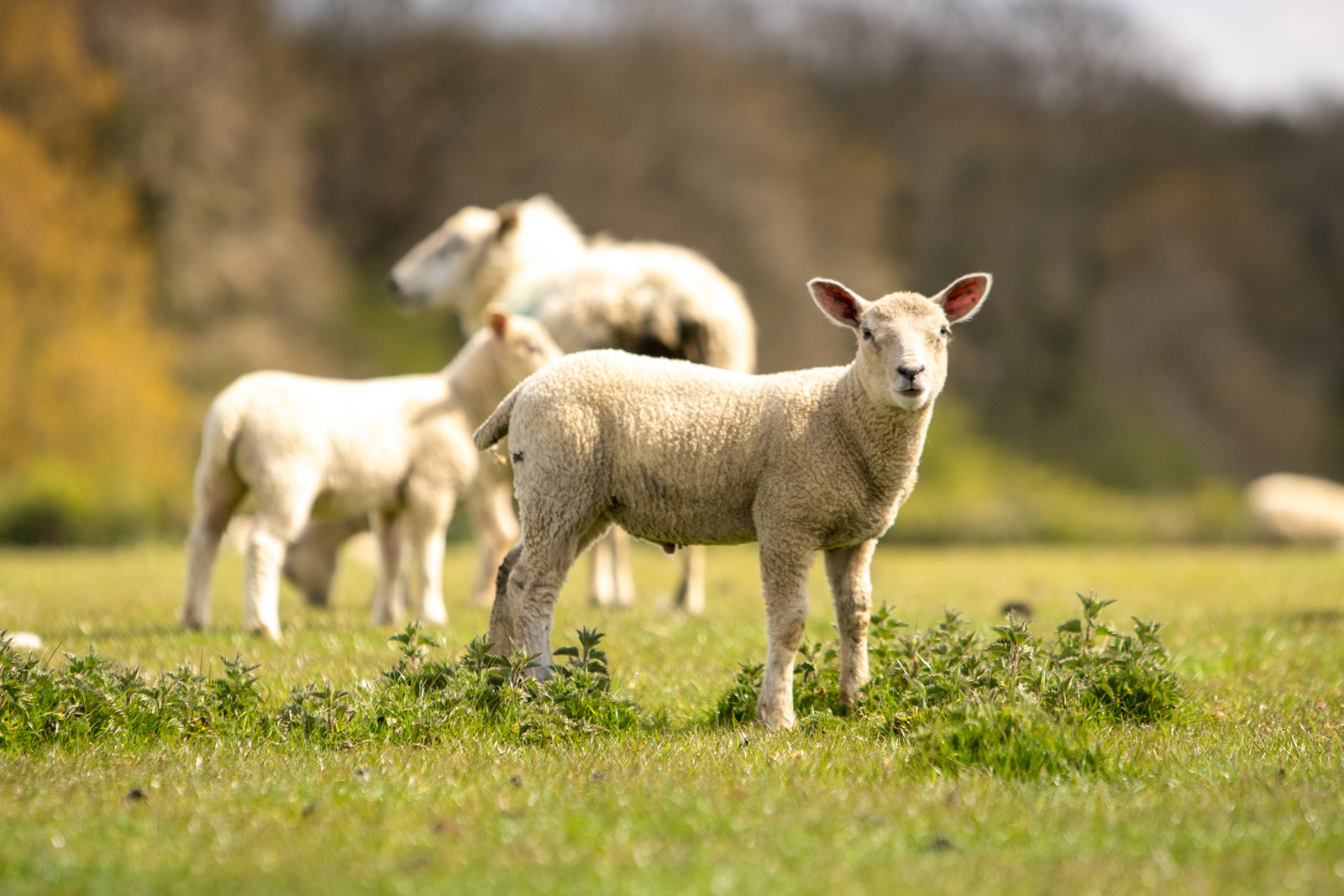 Sheep