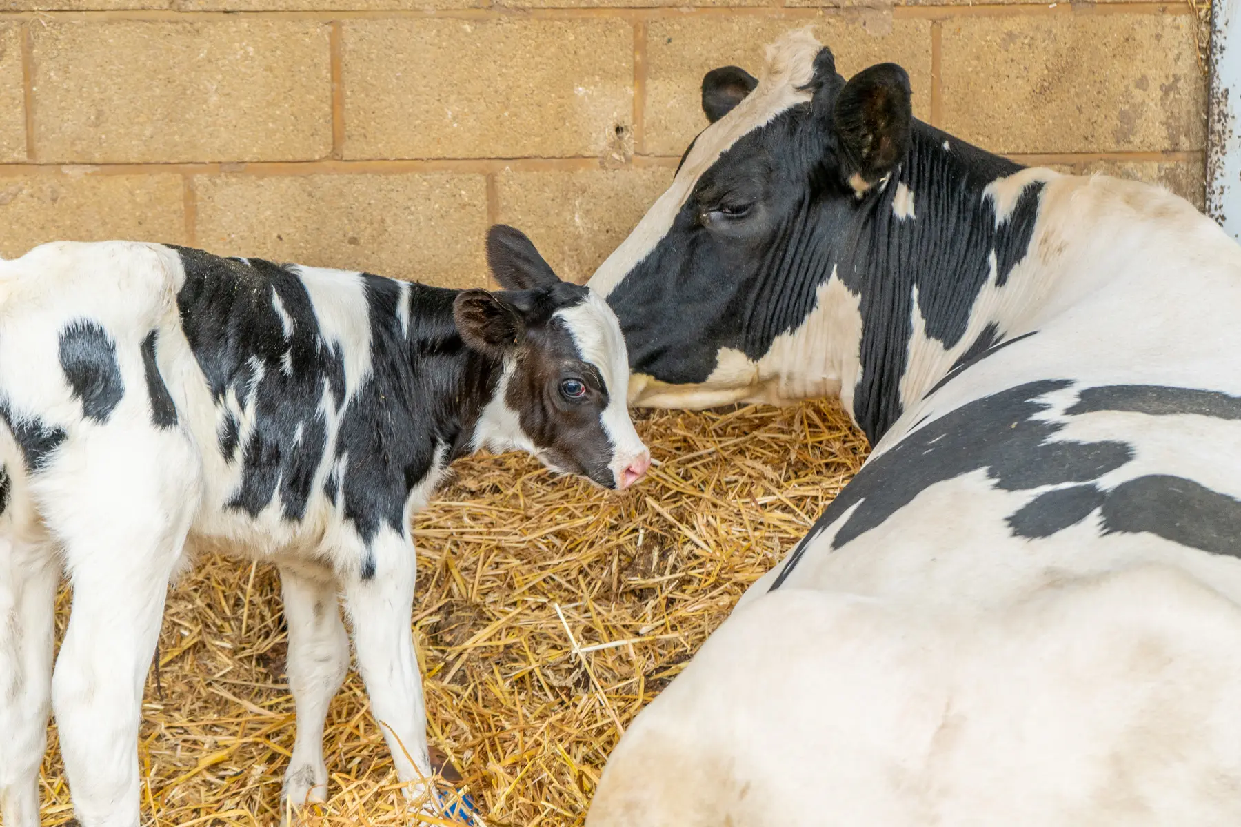 Avon Farm Vets (Web) 012