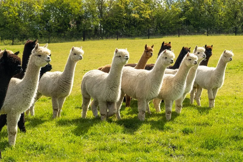 Camelids